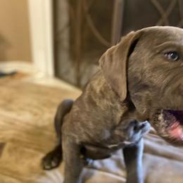 Cane Corso Puppies from Castlescorsos