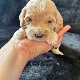 Daisy - Golden female Cockapoo puppy in Adrian, Oregon from ApplebyFarm