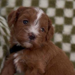 Ace - Red male Cavapoo puppy in Queen Creek, Arizona from Sunny Doodles