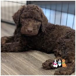 Duke - F1b-OFA-Genetics-2 Yr Warranty-Microchip - Chocolate male Goldendoodle puppy in Jeddo, Michigan from Apple Creek Doodles