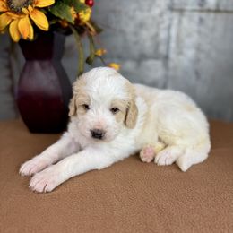 Buckeye - Red male Pyredoodle puppy in Bowling Green, Ohio from FDF Pyredoodles & Bernedoodles