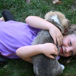 Pembroke Welsh Corgi Puppies from A&A’s Adorable Corgis