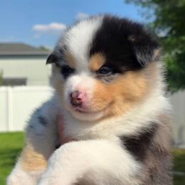 Kahlua - Merle male Pomsky puppy in Spokane, Washington from CJ White's Poms and Pomskies