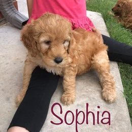 Goldendoodle Puppies from Nicole Christensen