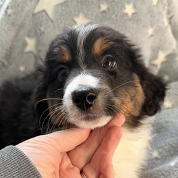 Harold - Black tri male Miniature American Shepherd puppy in Connecticut from Novus Kennels