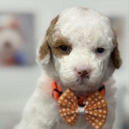 Flora - orange collar - Parti female Goldendoodle puppy in Yuciapa, California from AlltheDoodlez_