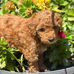 Yellow Collar Girl - Red  female Goldendoodle puppy in Colorado Springs, Colorado from Pikes Peak Doodles