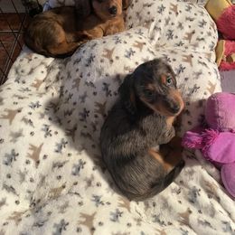 Dachshund Puppies from Doxie Gang