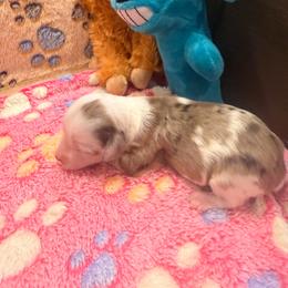 Cooper - Blue merle male Aussiedoodle puppy in Covington, Georgia from All Dogs go to Heaven