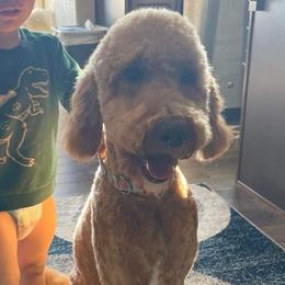 Evie - Goldendoodle