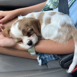 Cavalier King Charles Spaniel Puppies from Amanda's Cavalier King Charles Spaniels