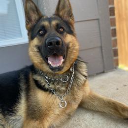 German Shepherds from The GSD lady