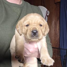 Girl 1 - Yellow female Labrador Retriever puppy in Andrews, South Carolina from Leyland Cypress Retrievers