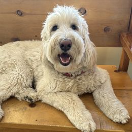 Beasley - Labradoodle