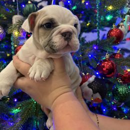 Bulldog Puppies from Tennessee Finest Bulldogs