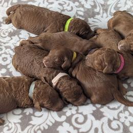Goldendoodle puppies from Valley View Doodles