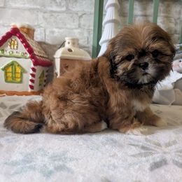 Bruno - Red and tan male Shih Tzu puppy in Poultney, Vermont from Morgan's Shih Tzus