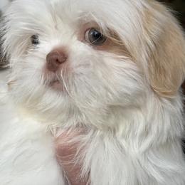 Boy 2 Little Luke - Gold and white male Shih Tzu puppy in Troy, Michigan from "Shihtzu Best Friend"