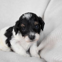 Maki - Black white and tan female Cockapoo puppy in Ellensburg, Washington from Dawn to Dusk Cockapoos