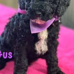 Cockapoo and Labradoodle Puppies from Darling Doodles and Cockapoos