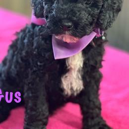 Cockapoo and Labradoodle Puppies from Darling Doodles and Cockapoos