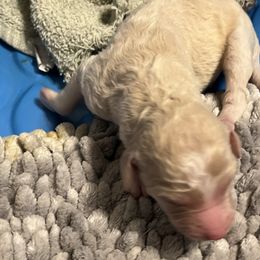 Girl 2 - Apricot Poodle puppy in Sherman, Texas from Ruth’s Poodles