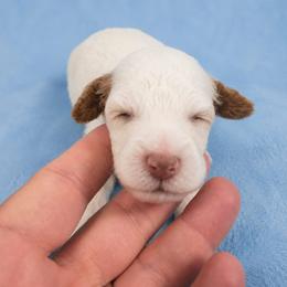 Boy 2 - Parti male Poodle puppy in Miami, Florida from JF Kennels Miniature & Toy Poodles