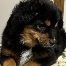 Toy Australian Shepherd puppies from Larsen's Toy Aussies
