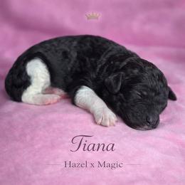 Tiana - Parti female Poodle puppy in Springfield, Oregon from Valaurah Farms