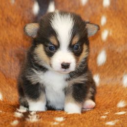 CKC Black Tri Male - Black and tan male American Corgi puppy in Clovis, New Mexico from Sweet & Salty Cowdogs