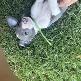 Mr. Banyan - White and blue male Italian Greyhound puppy in Texas from Italian Greyhounds of Frisco
