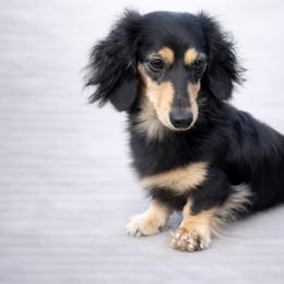Oatis - Dachshund