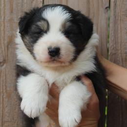 Boy 1 - Black tri-color male Australian Shepherd puppy in Colfax, California from Haulin Aussies