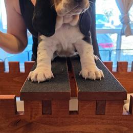 Girl 4 - Red and white female Basset Hound puppy in Greenleaf, Idaho from Happy Acre Bassets