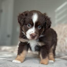 Astra - Red tri-color female Miniature American Shepherd puppy in Greenwood, Indiana from Barnaby’s Barn Dog’s