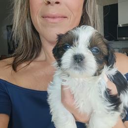 Tiny - Black gold and white male Shih Tzu puppy in Paradise, California from Richview Shihtzu