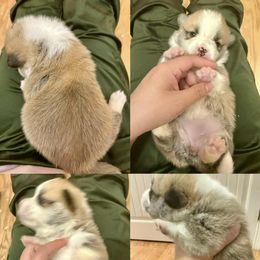 Pembroke Welsh Corgi Puppies from Feathers' Corgis with Tails