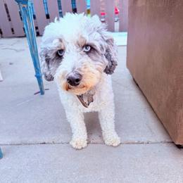 Arlo - Merle male Bernedoodle puppy in Sherman, Illinois from Shirl Doodle Life