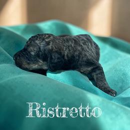 Ristretto - Sable male Poodle puppy in Ellenburg Center, New York from Kristin's Puppies