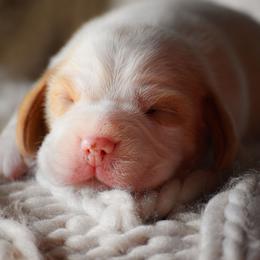 Girl 1 - Red and white female Beagle puppy in Caldwell, Ohio from Folklore Kennel