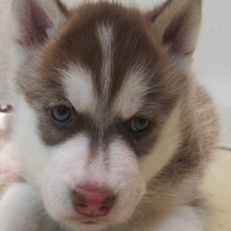 Liberty - Red and white male Siberian Husky puppy in Middlebury, Vermont from Rebel Huskys
