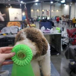 Margo - Lagotto Romagnolo