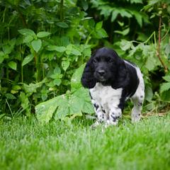Large Münsterländer Puppies from EAGLES NEST KENNELS