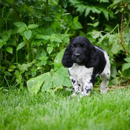 Large Münsterländer Puppies from EAGLES NEST KENNELS