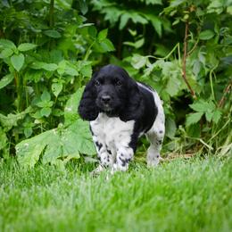 Large Münsterländer Puppies from EAGLES NEST KENNELS