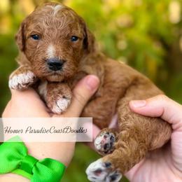 TOY Homer - Red  male Goldendoodle puppy in Naples, Florida from Paradise Coast Doodles