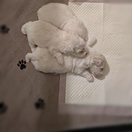 Turquoise girl - White female Bichon Frise puppy in Summerville, South Carolina from Charleston's Bichons