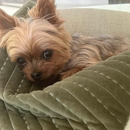 Yorkshire Terrier All Grown Up from Your Key Breeder