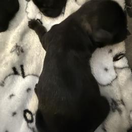 Jovi - Brindle male Shih Tzu puppy in Tallahassee, Florida from Bows and Bow Ties