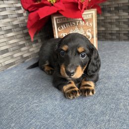 Ruth - Black and tan female Dachshund puppy in Troup, Texas from Darling Doxies